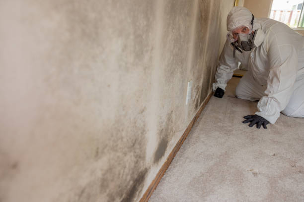 Best Emergency Mold Remediation  in Berwick, LA